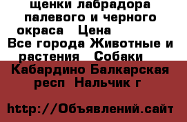 щенки лабрадора палевого и черного окраса › Цена ­ 30 000 - Все города Животные и растения » Собаки   . Кабардино-Балкарская респ.,Нальчик г.